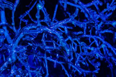 Blue toned tree brances in ice. Stock Photos