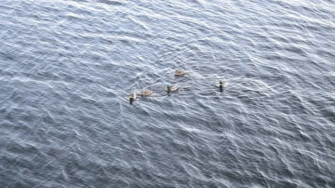 Blue Tones Water Waves Surface as Background bird and duck Stock Footage 123425806