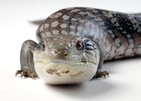 Blue tongue lizard Stock Photos
