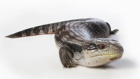 Blue tongue lizard Stock Photos