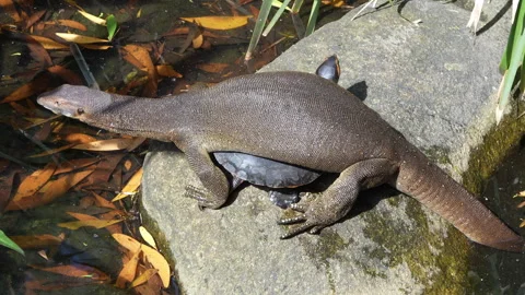 Blue Tongue Lizard Sitting on Turtle in Natural Habitat Stock Footage 314938089