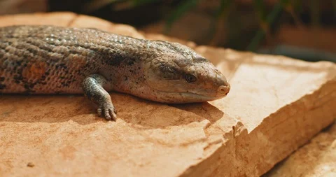 Blue-tongued lizard, also known as blue-tongued skink, sitting on a rock Stock Footage 126773619