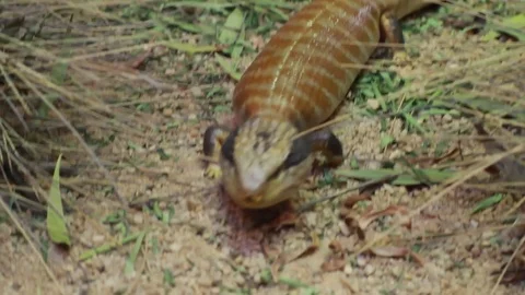 A blue tongued lizard crawling along the ground Stock Footage 88488355