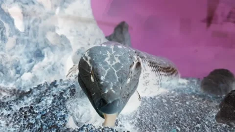 Blue-tongued Lizard Stock Footage 236559072