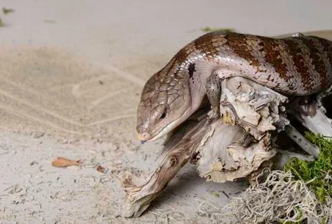 Blue tongued lizard Stock Photos
