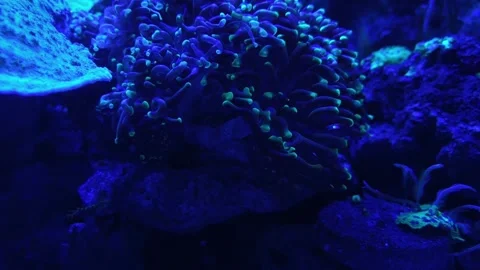 Blue Torch Coral Glowing Under Actinic Light in Reef Aquarium Vídeos de archivo 343793056