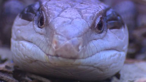 Blue tounge lizard Stock Footage 76292727