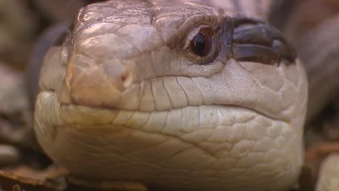 Blue tounge lizard Stock Footage 76292750