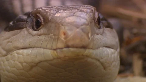 Blue tounge lizard Stock Footage 76292831
