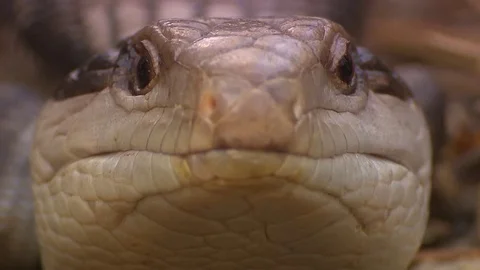 Blue tounge lizard Stock-Footage 76293134