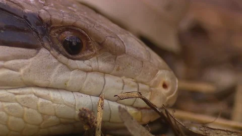 Blue tounge lizard Stock Footage 76293279