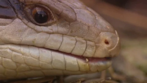 Blue tounge lizard Video stock 76293298