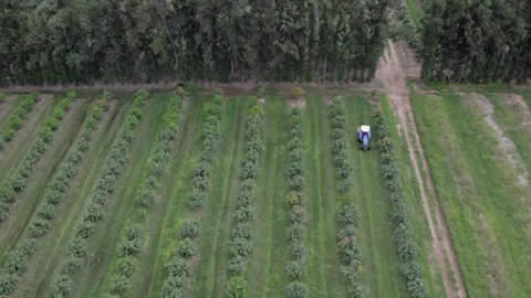 Blue tractor drives between rows in mango tree orchard, aerial view Stock Footage 333916745