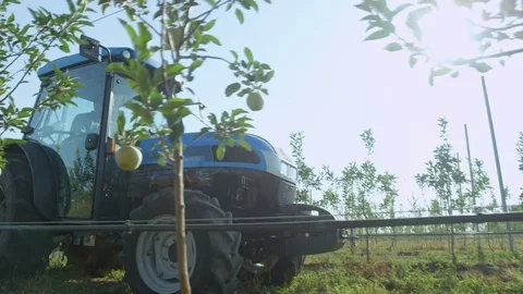 Blue Tractor Moves among Apple Trees with Ripe Fruits Stock Footage 74062257