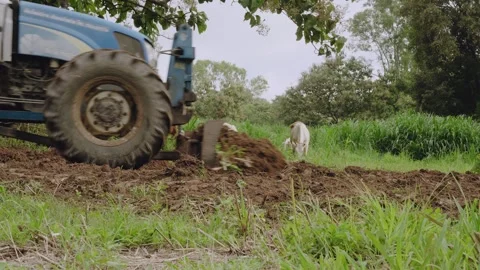 A blue tractor with a rear-mounted disc harrow tills agricultural soil whil.. Stock Footage 346813290