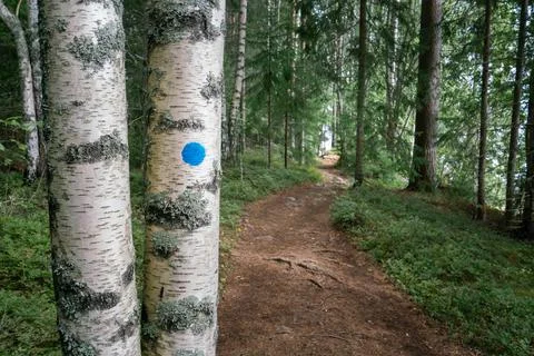 Blue trail mark on birch tree in the forest of Skuleskogen national park, Sweden Stock Photos