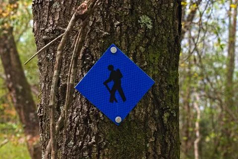A Blue Trail Marker on a Tree Stock Photos