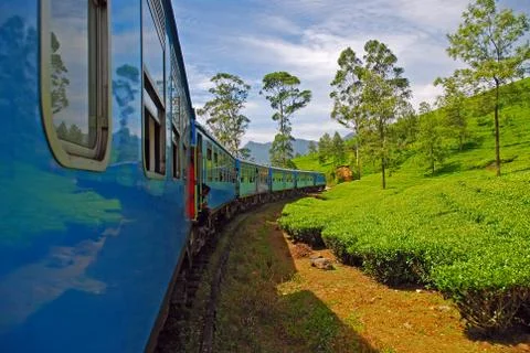 Blue train passing through tea plantations Stock Photos