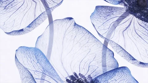 Blue translucent flower petals with detailed veins swaying in the wind clos.. Stock Footage 337713085
