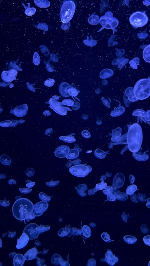 Blue translucent jellyfish in the water. Many jellyfish. Stock Footage 299953307