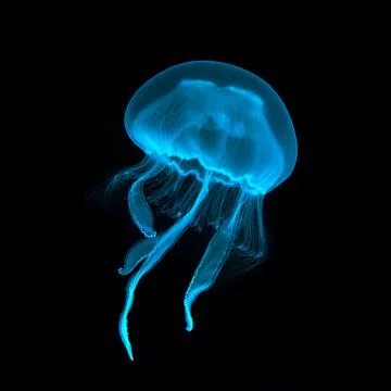 Blue transparent jellyfish close-up. Isolated on a black background. Stock Photos