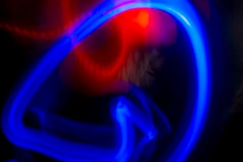 Blue Trap for Red Background Stock Photos