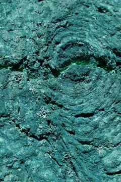 Blue tree bark. Foto stock