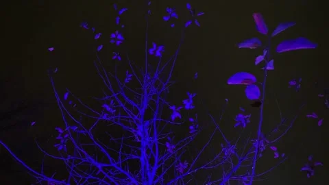 Blue Tree Branches Stock Footage 145956417