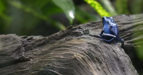 Blue Tree Frog Climbs a Tree Bark Rainforest. Видео 62728664
