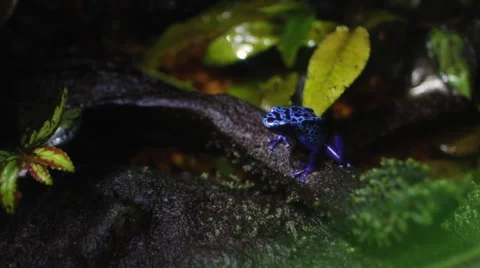 Blue Tree Frog Vidéo 68942492