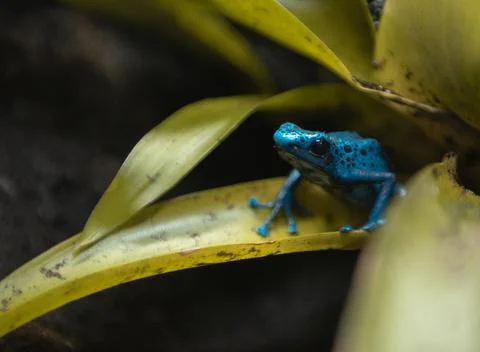 Blue Tree Frog Sitting on a Bright Yellow Leaf Stock Photos