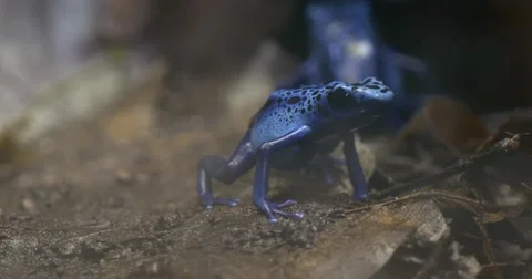Blue Tree Frog Sitting on the Ground Rainforest. Stock Footage 62728666