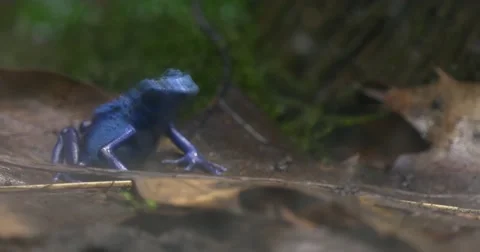 Blue Tree Frog in the Tropics on a Sheet. Stock Footage 62728583