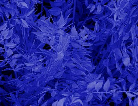 Blue Tree Leaf Flora Background Stock Photos
