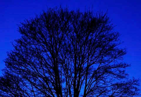 Blue tree Stock Photos
