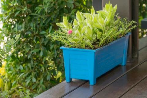 The blue tree pot is placed on a dark brown table. Stock Photos