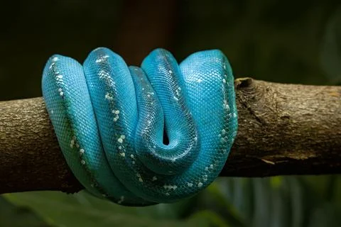 A blue tree python snake on a branch of a tree Foto stock