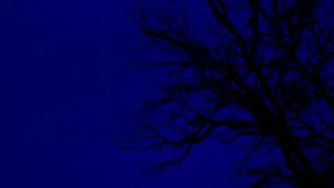 Blue Tree Silhouette 1 Stock Footage 86828878
