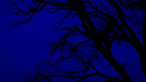 Blue Tree Silhouette 2 Stock Footage 86828887