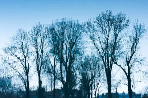 Blue trees sadness Stock Photos