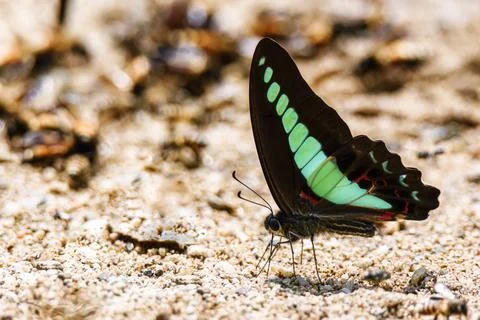 Blue Triangle butterfly or Common Bluebottle butterfly is sucking food from w Stock Photos