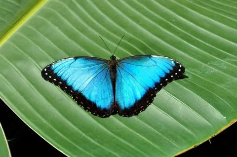 Blue Triangle Stock Photos