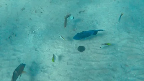 Blue trigger-fish Stock-Footage 74793594