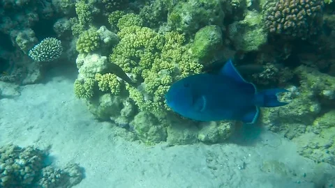 Blue trigger-fish Vídeo Stock 75038238