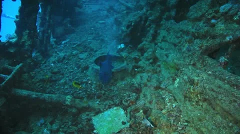 Blue trigger swimming inside the ship wreck 库存影片 22637934