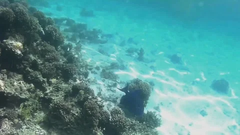 Blue Triggerfish Displays Dorsal Spine Near Coral in Las Cabanas, Red Sea Vídeos de archivo 341290235