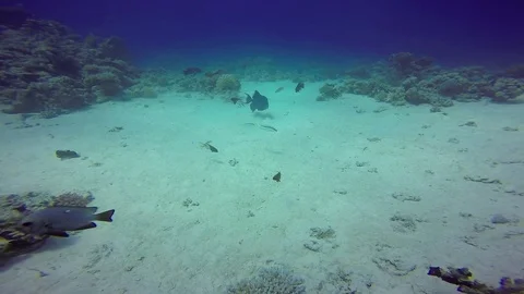 Blue triggerfish Stock Footage 122737097