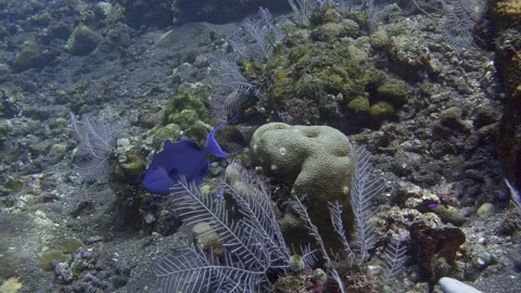 Blue triggerfish Stock Footage 224599918
