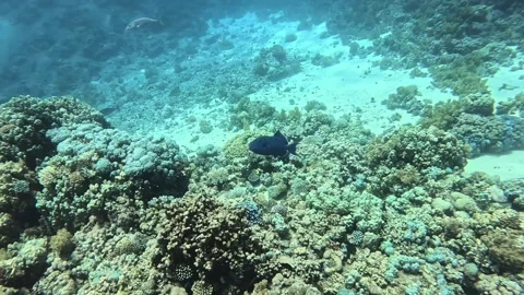 Blue triggerfish Stock Footage 280682168
