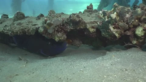 Blue Triggerfish hiding hiding under pier support lying on sandy bottom  Stock Footage 237003017